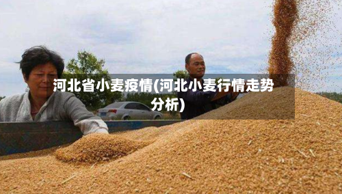 河北省小麦疫情(河北小麦行情走势分析)-第1张图片